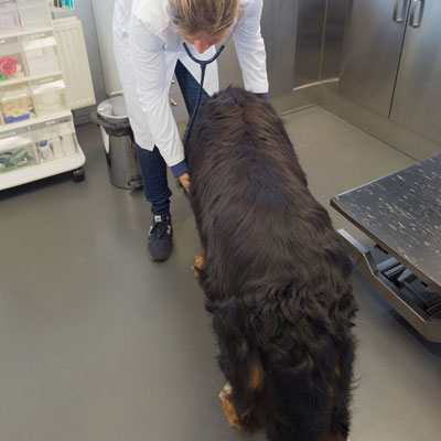 Veterinary & Animal Care